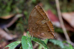 Image of Dark Jungle Glory