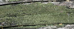 Image of trapeliopsis lichen