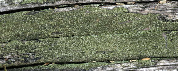 Image of trapeliopsis lichen