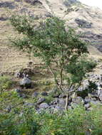 Image of Sophora masafuerana Skottsb.