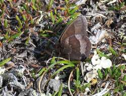 Erebia fasciata Butler 1868 resmi