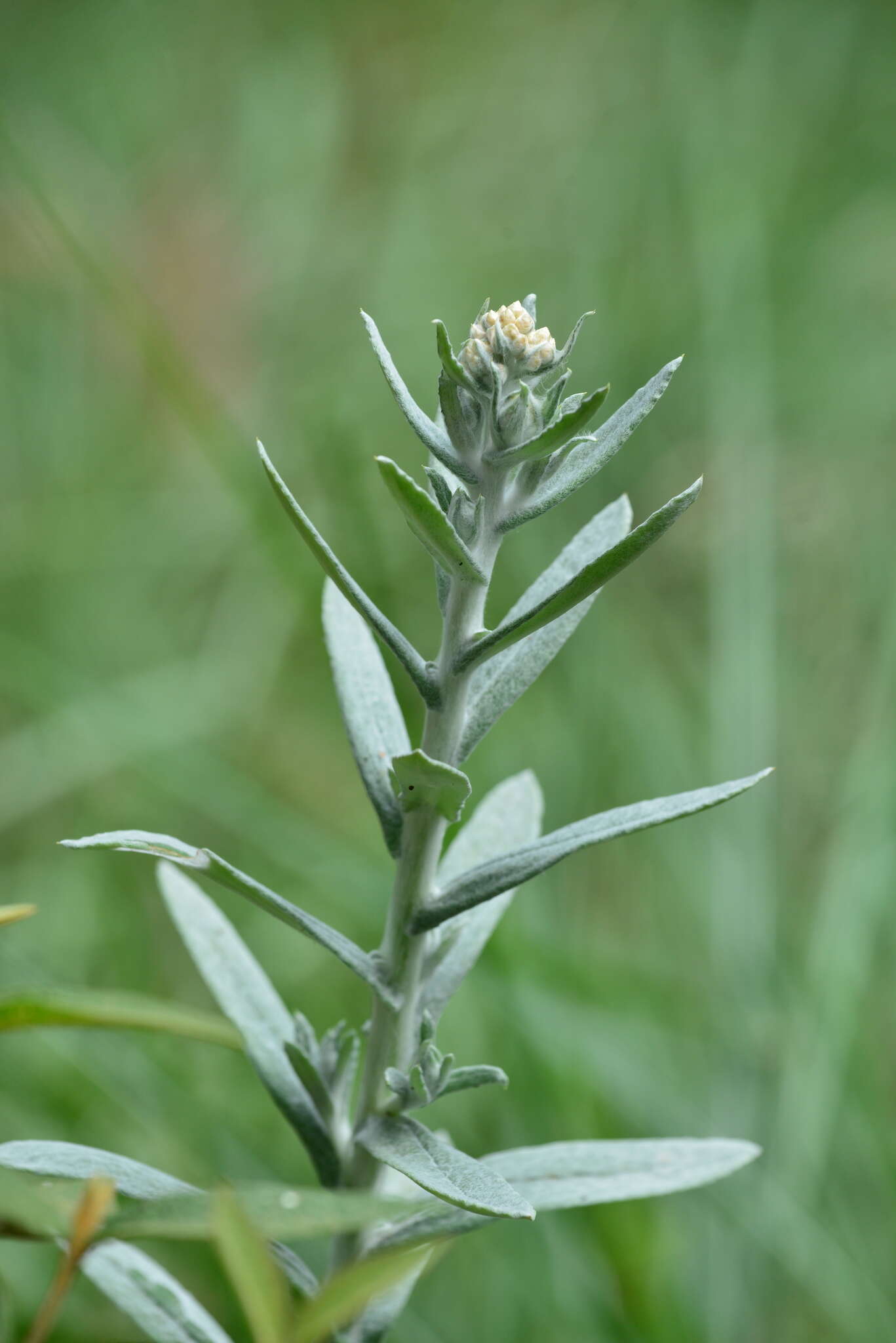 Слика од Pseudognaphalium adnatum (DC.) Y. S. Chen