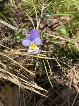 Image of Viola tricolor subsp. matutina (Klokov) Valentine