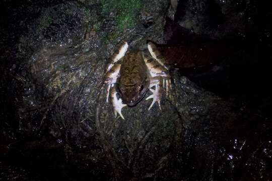 Image of Blyth's River Frog