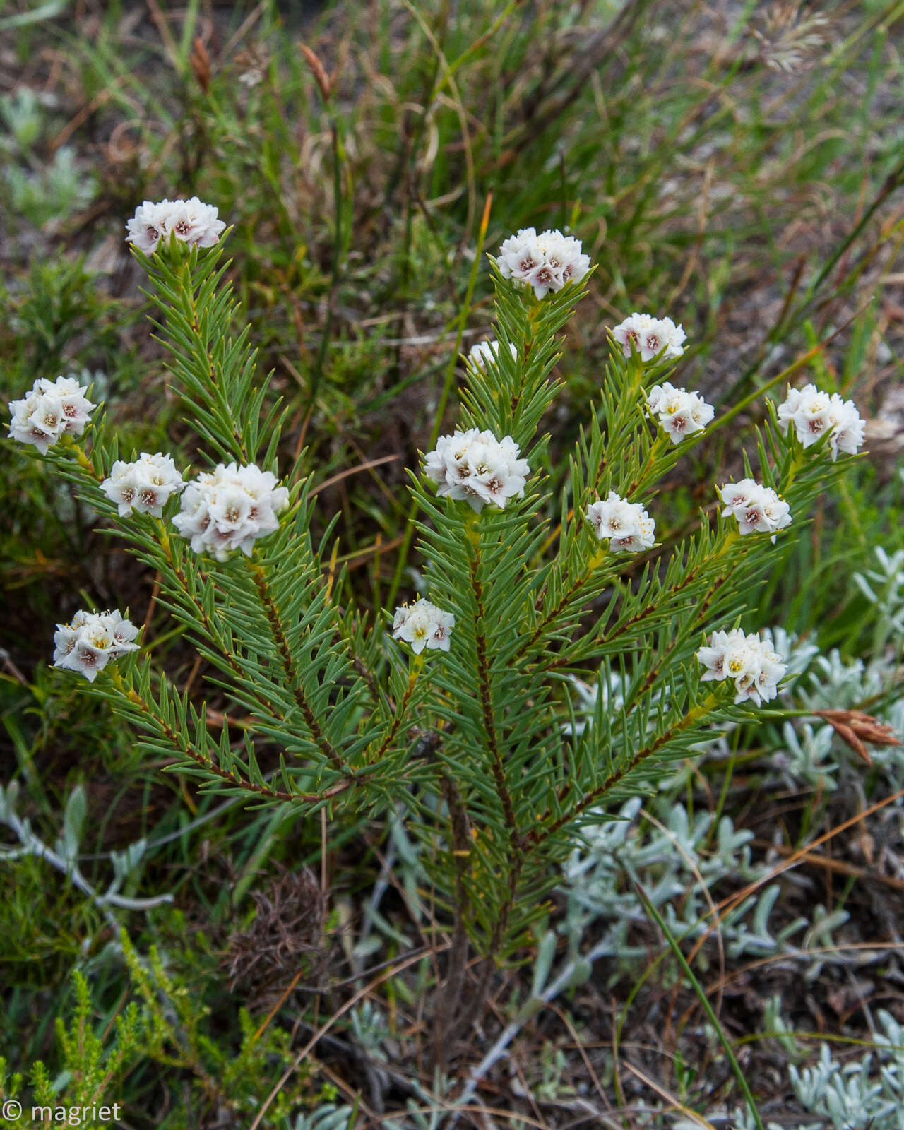 Image of Lachnaea densiflora Meissn.