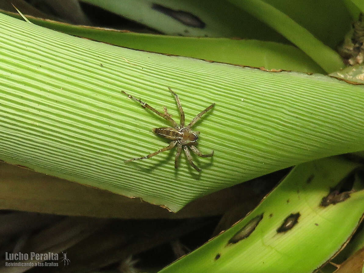 Image of Arachosia proseni (Mello-Leitão 1944)