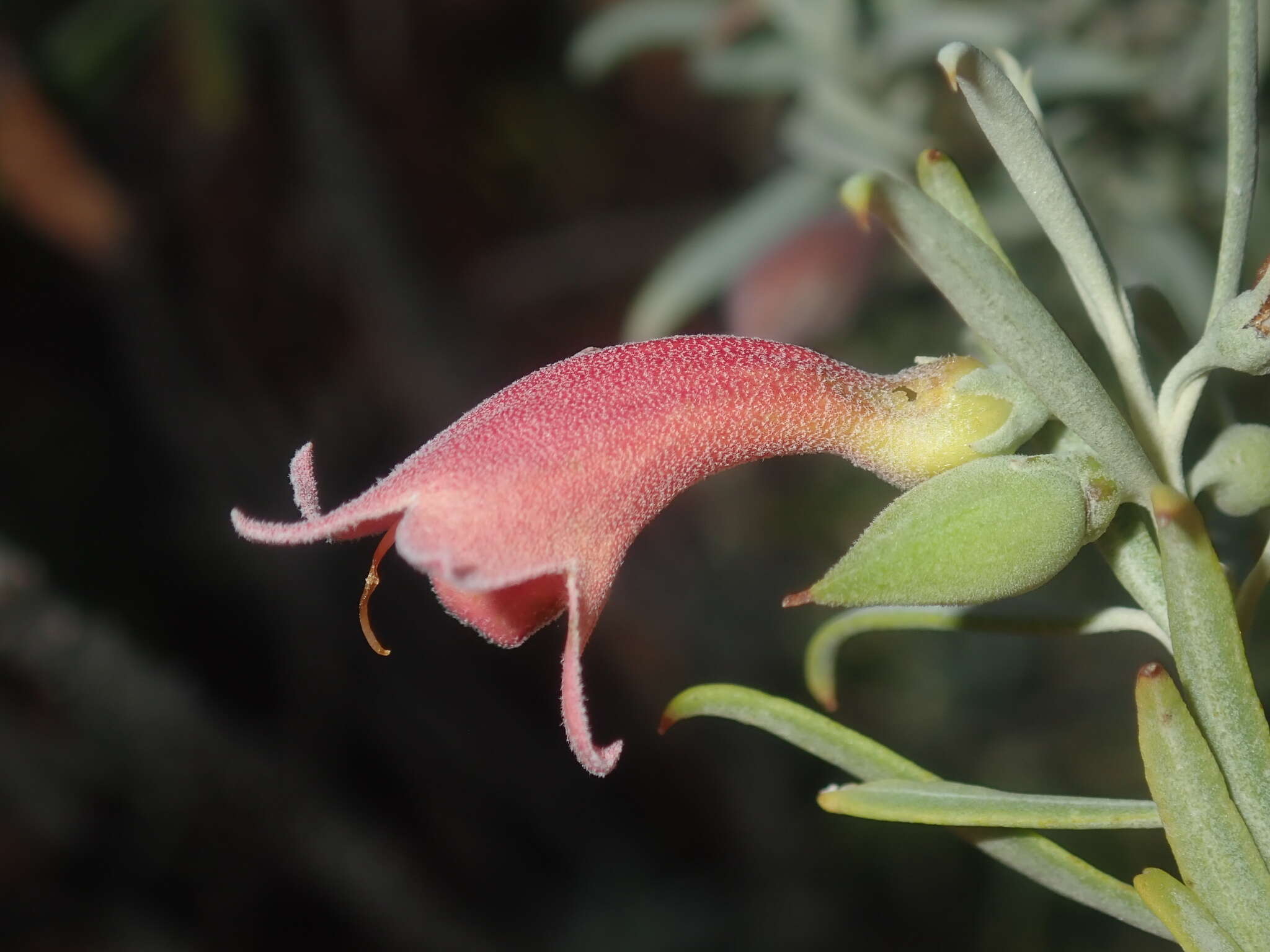 Image de Eremophila youngii F. Muell.