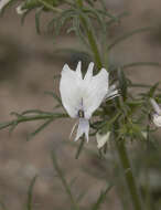 Imagem de Schizanthus candidus Lindl.