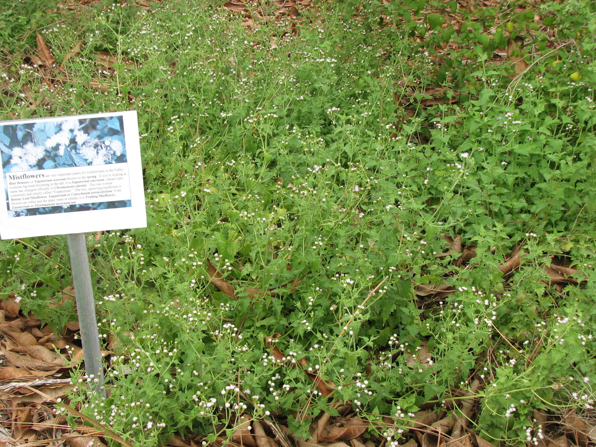 Plancia ëd Fleischmannia incarnata (Walt.) R. King & H. Rob.