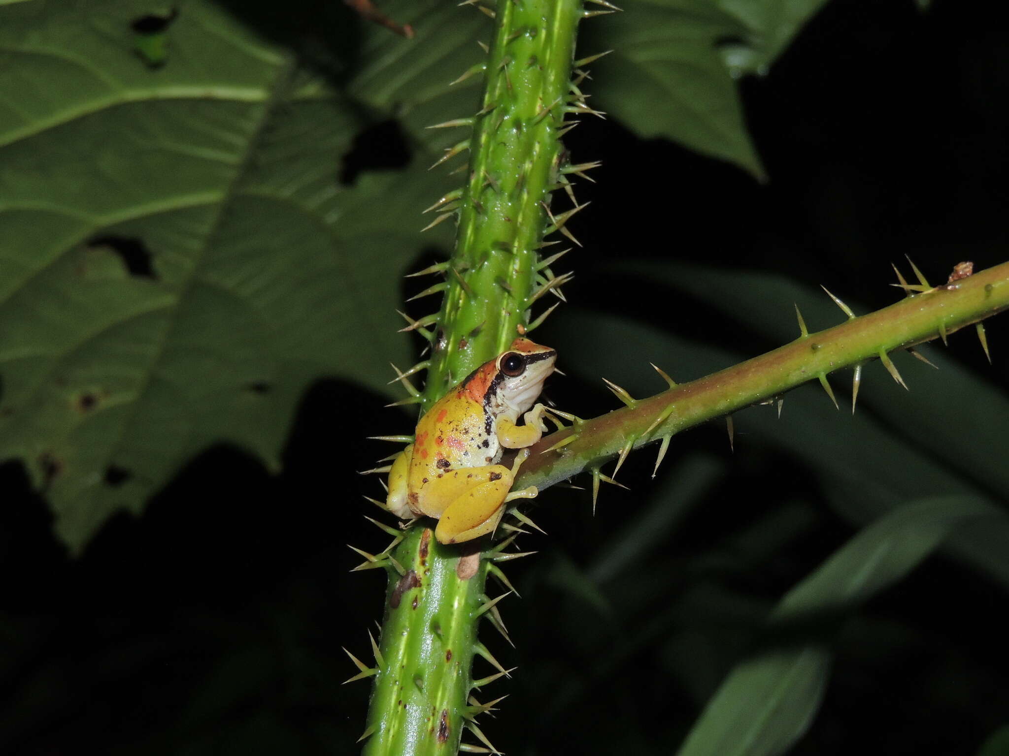 Image of Pristimantis omeviridis Ortega-Andrade, Rojas-Soto, Valencia, Espinosa de los Monteros, Morrone, Ron & Cannatella 2015