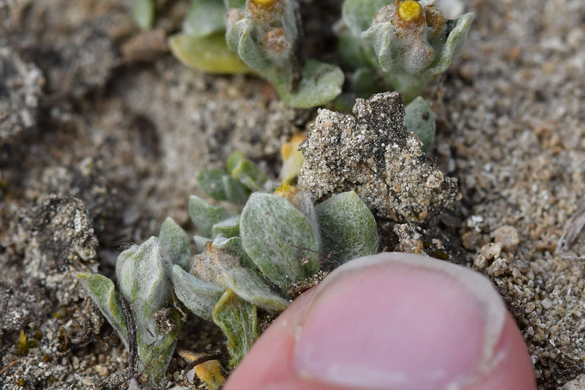 Image of Helichrysum ephemerum (Kirk)