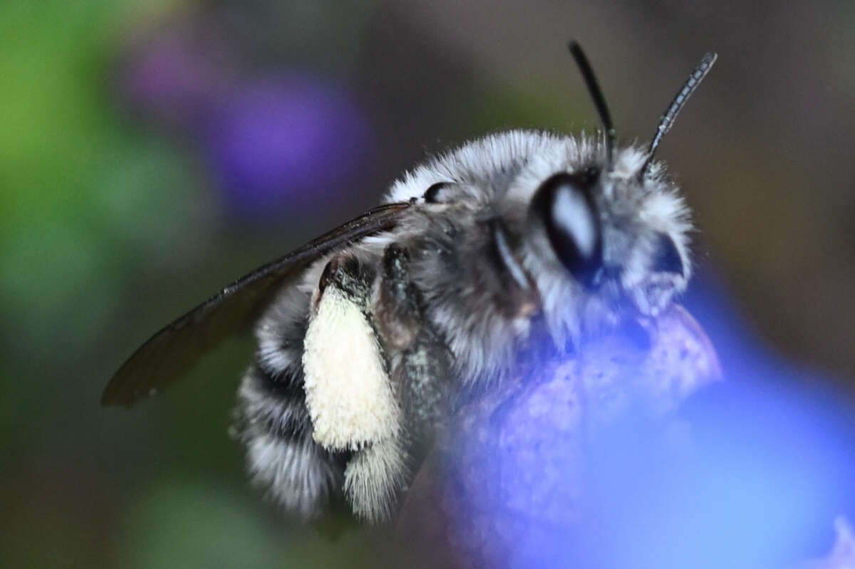 Слика од Anthophora pacifica Cresson 1879