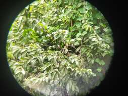 Image of Red-keeled Flowerpecker