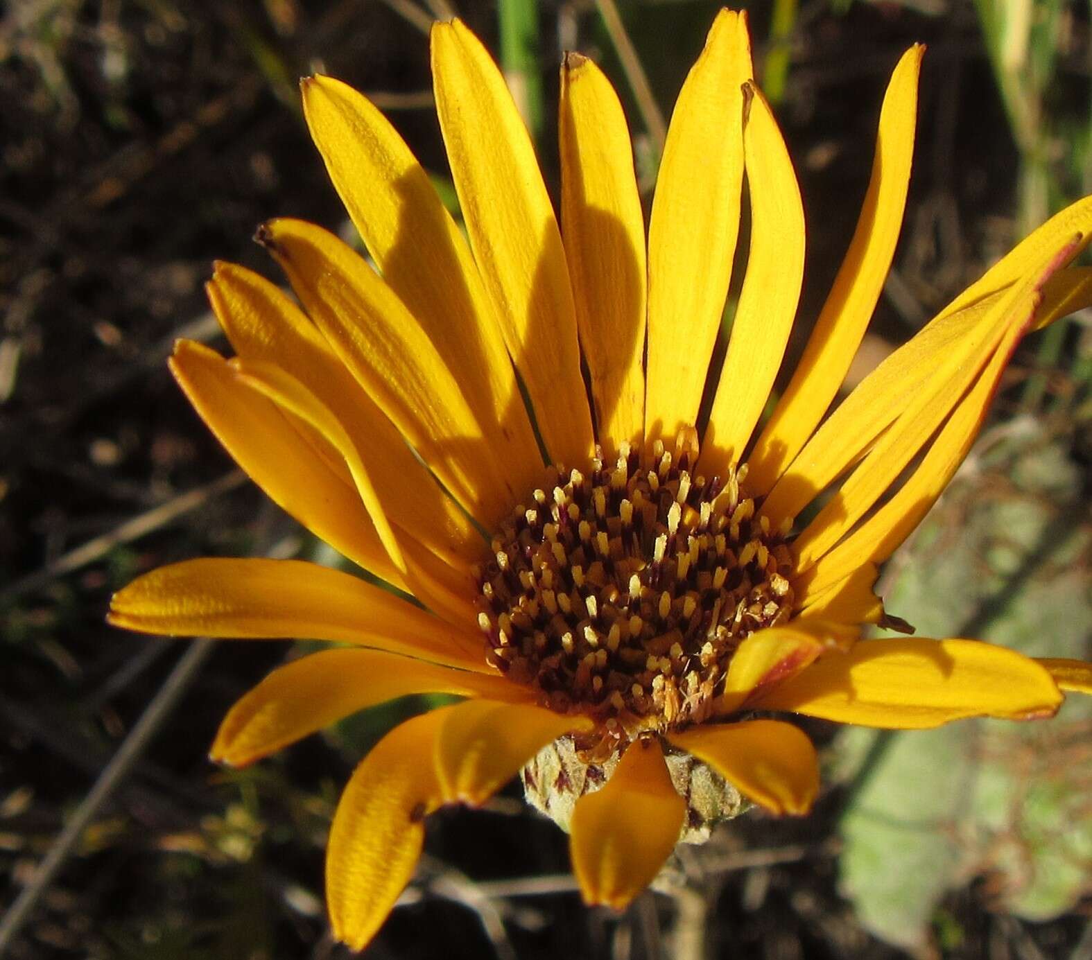 Image de Gerbera tomentosa DC.