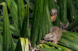 Image of Gambian Sun Squirrel