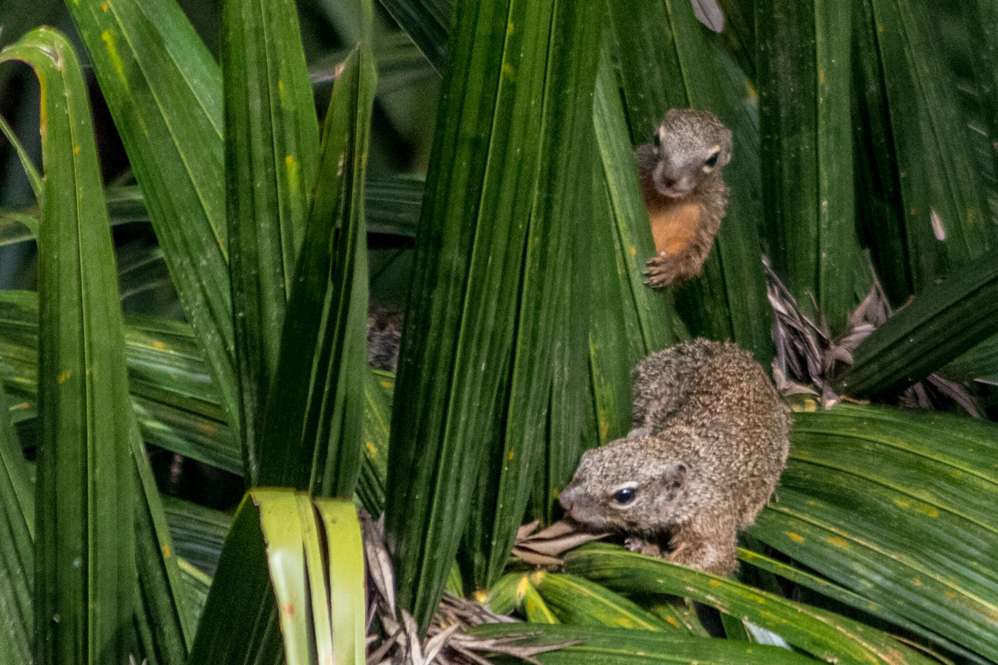 Image of Gambian Sun Squirrel