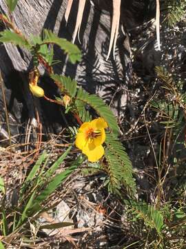 Image of Florida Keys sensitive pea