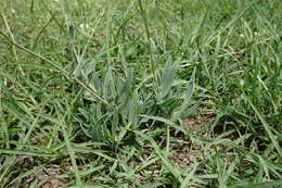 Image of sharpleaf baby's-breath