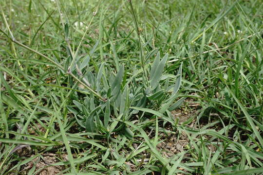 صورة Gypsophila acutifolia Fisch.