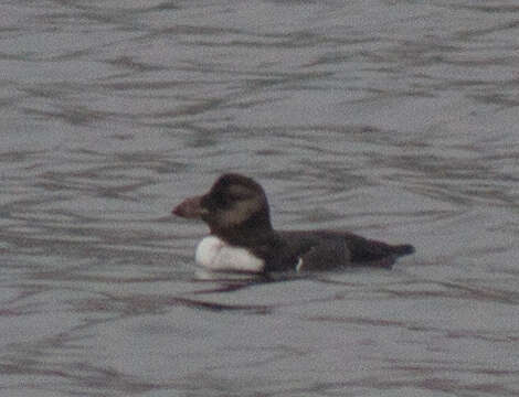 Image of Horned Puffin