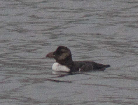 Image of Horned Puffin