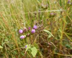 Image of Bothriocline laxa N. E. Br.