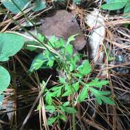 Imagem de Bidens ocellatus (Greenm.) T. E. Melchert