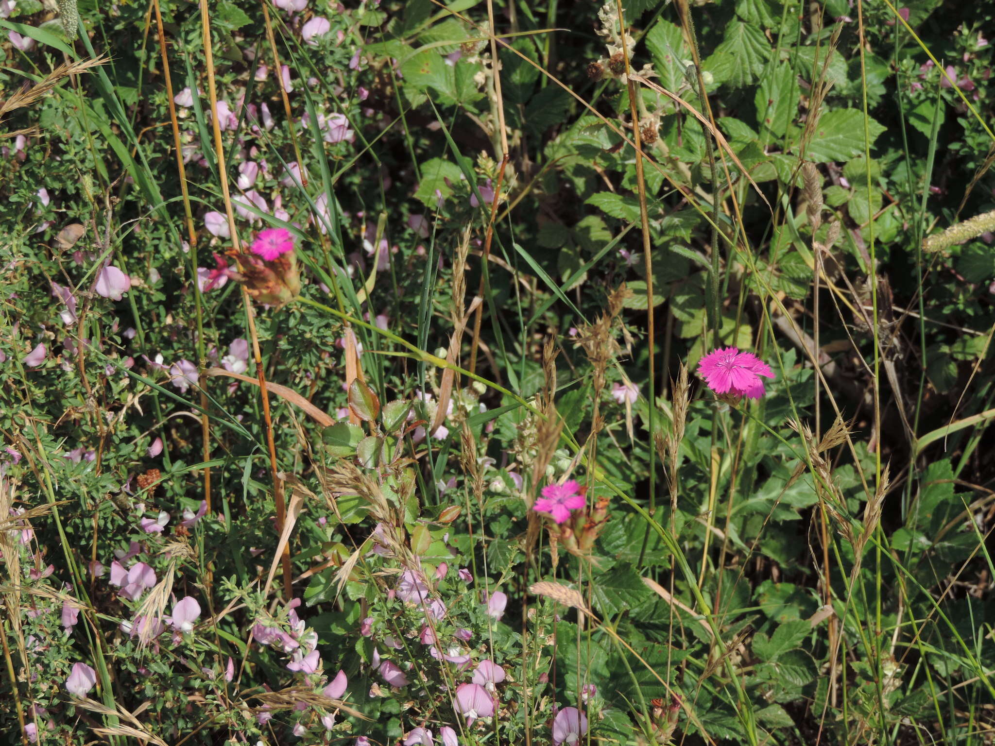 Image de Dianthus balbisii subsp. balbisii