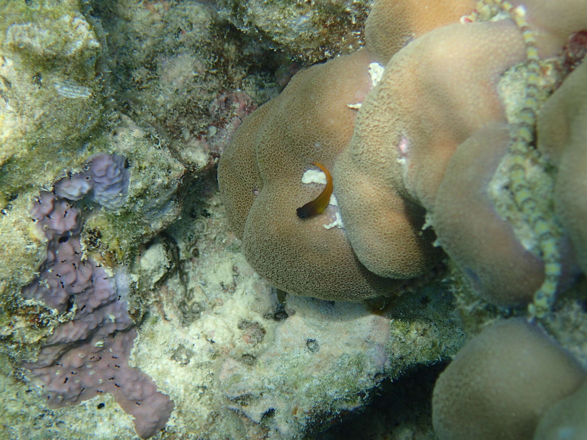 Image of Aron's Blenny