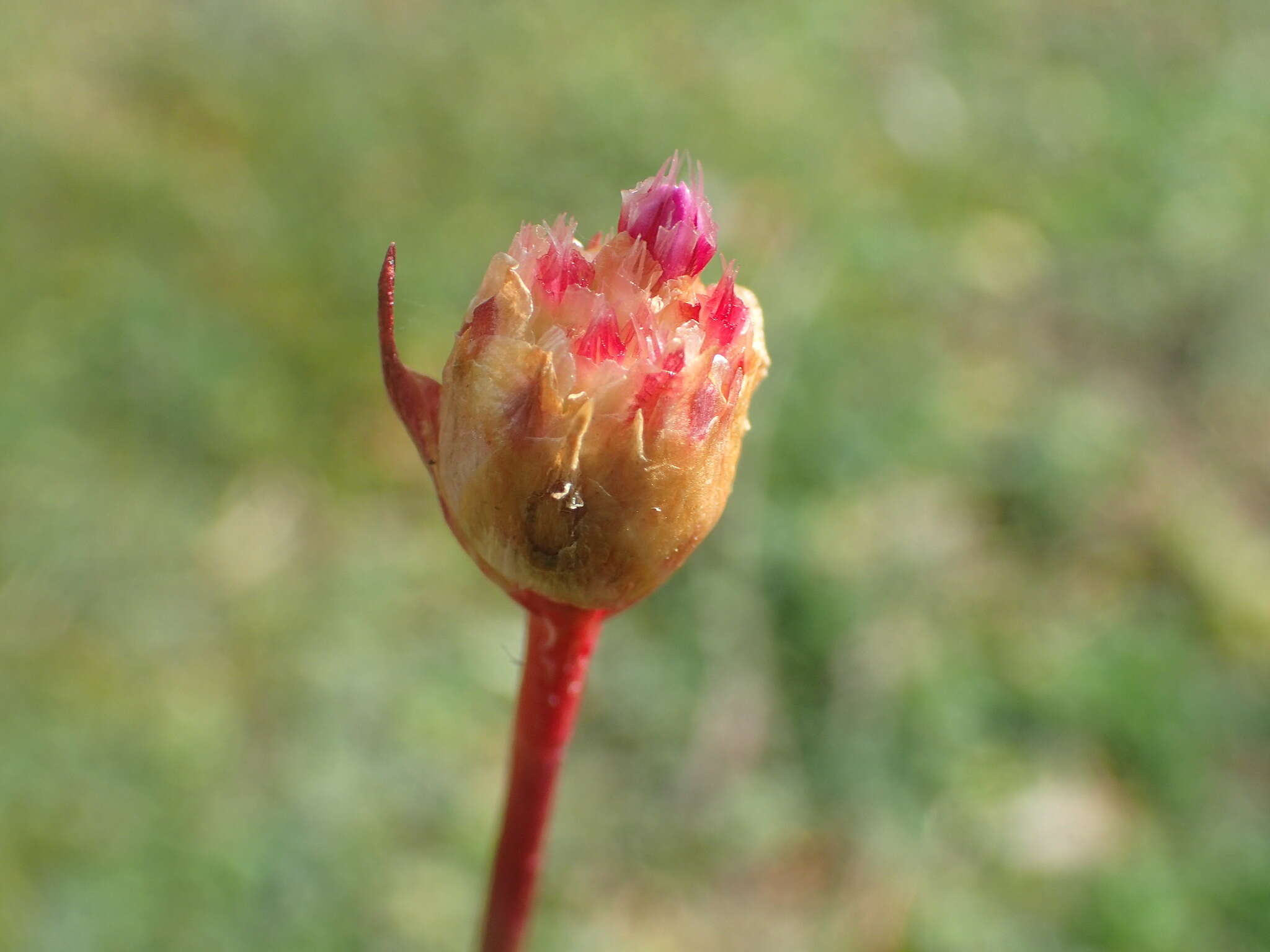 Sivun Armeria arenaria (Pers.) Schult. kuva