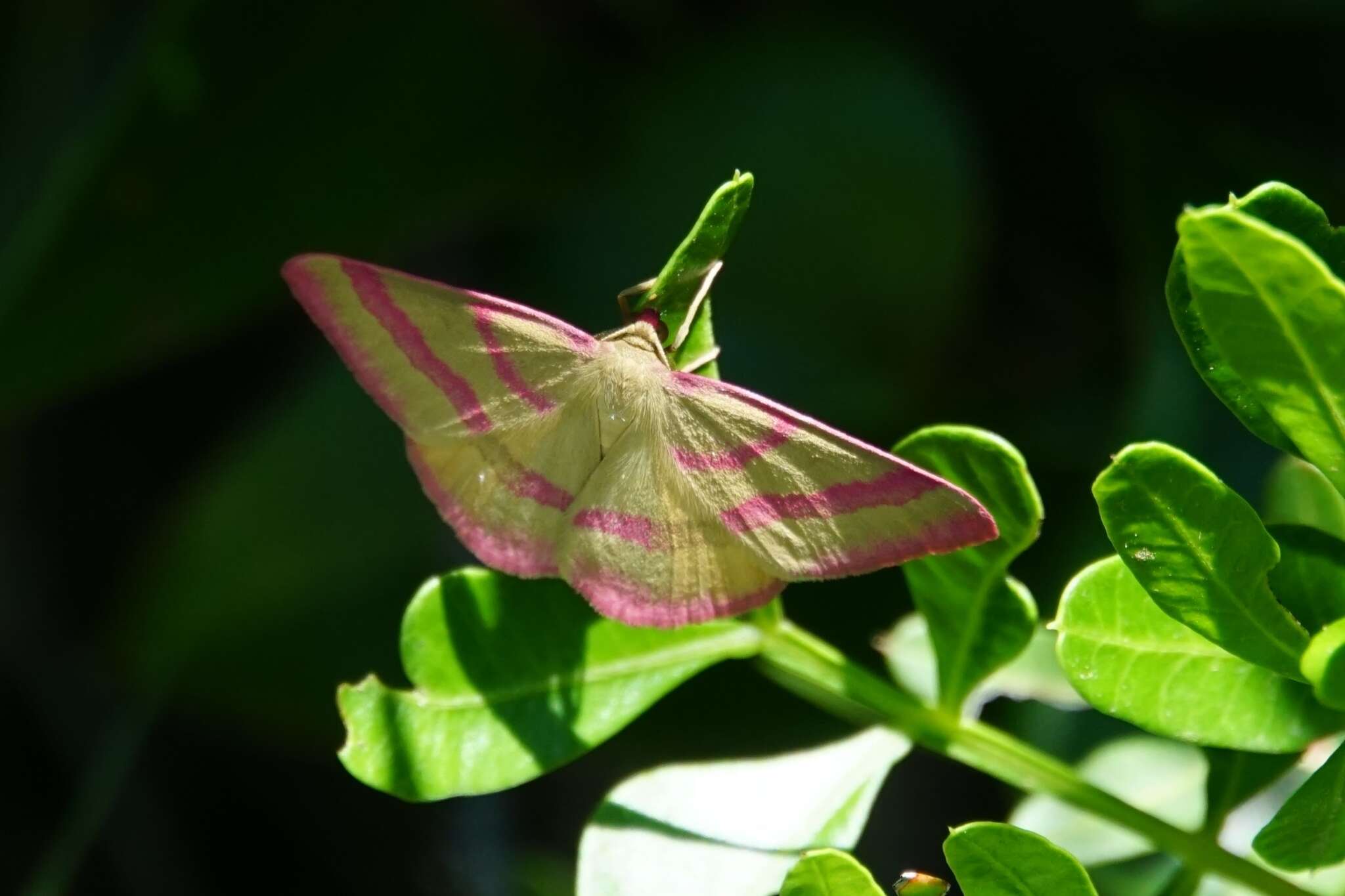 Rhodostrophia calabra Petagna 1787 resmi