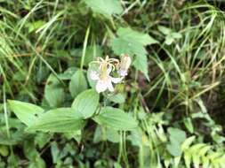 Image de Tricyrtis macropoda Miq.