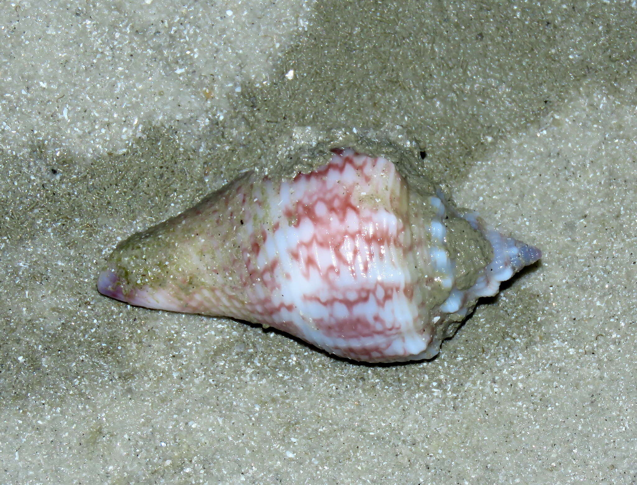 Image of Florida fighting conch