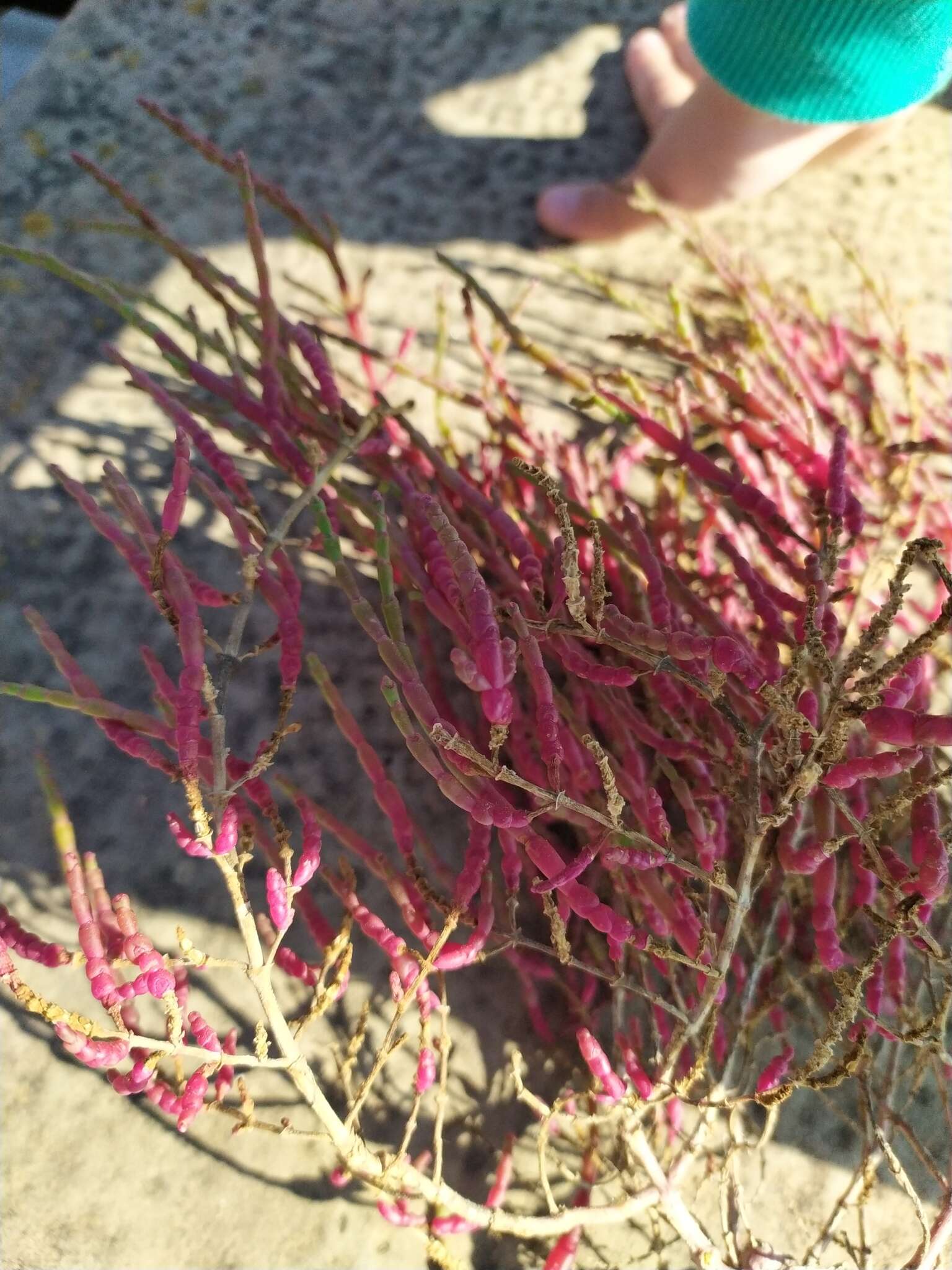 Image of Salicornia perennans Willd.