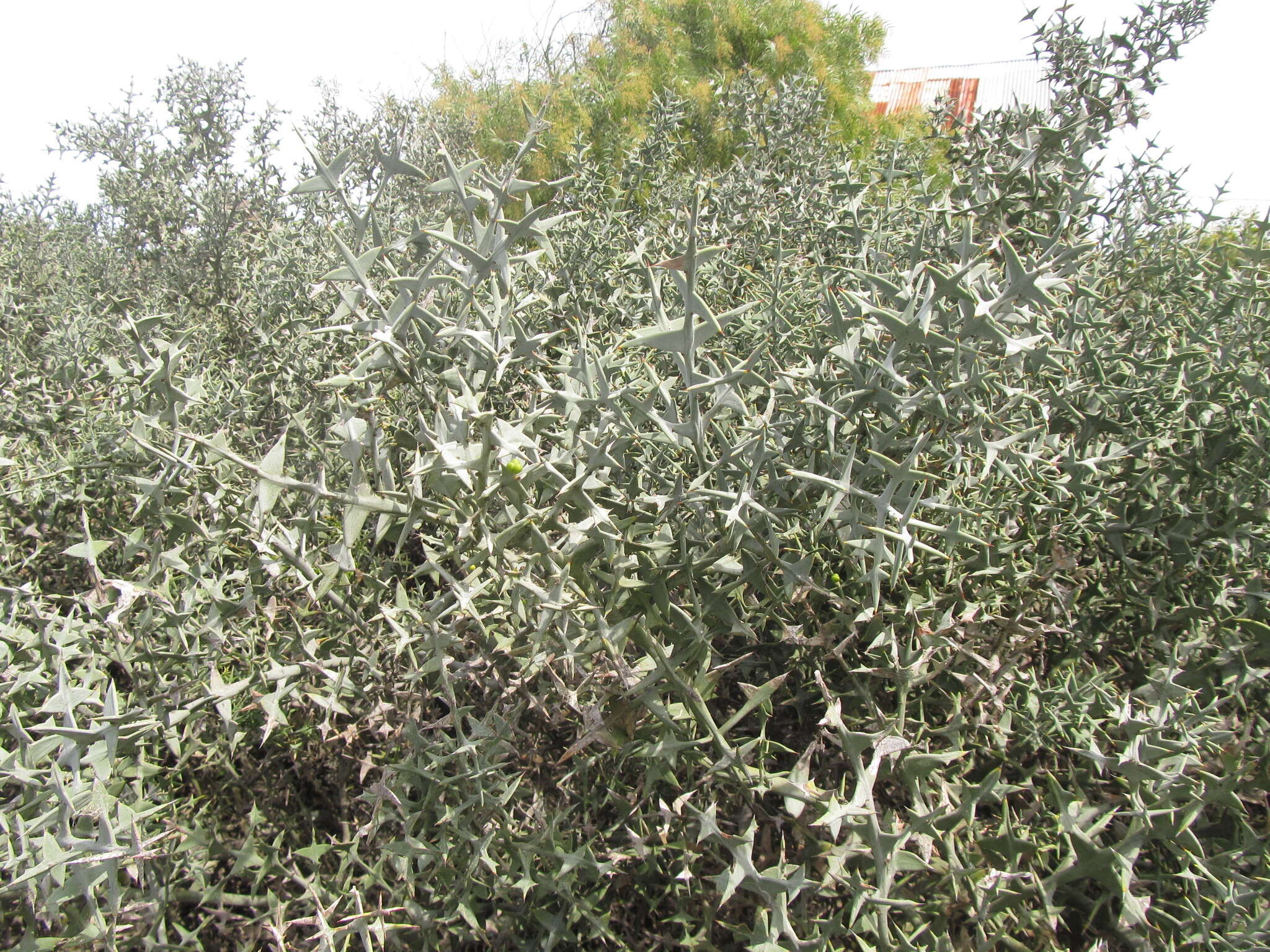 Image of Colletia paradoxa (Spreng.) Escalante