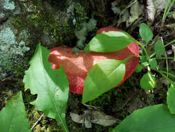 Image of Fistulinaceae