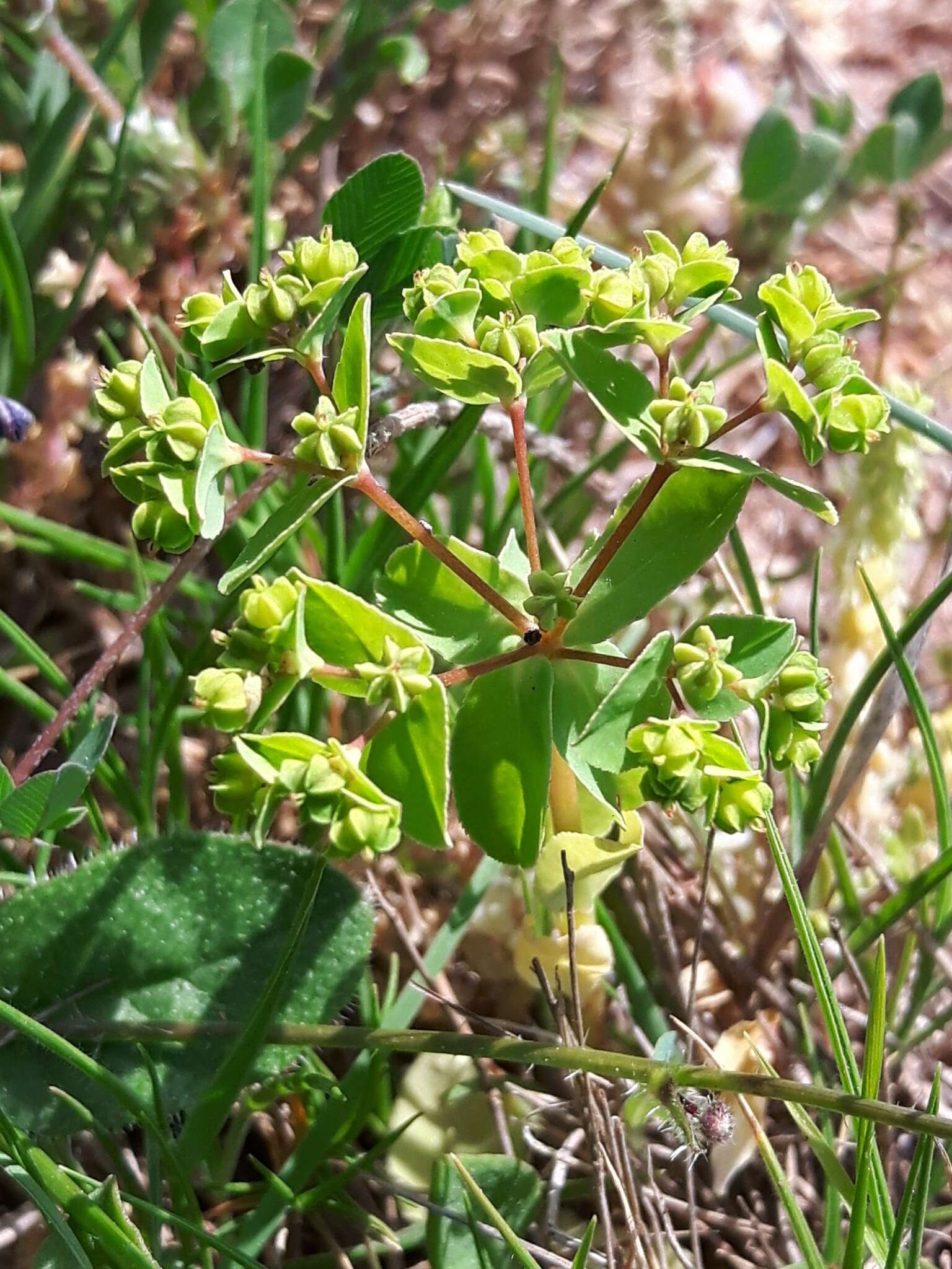 Euphorbia pterococca Brot. resmi