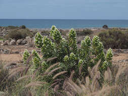 Image of Echium decaisnei Webb & Berth.