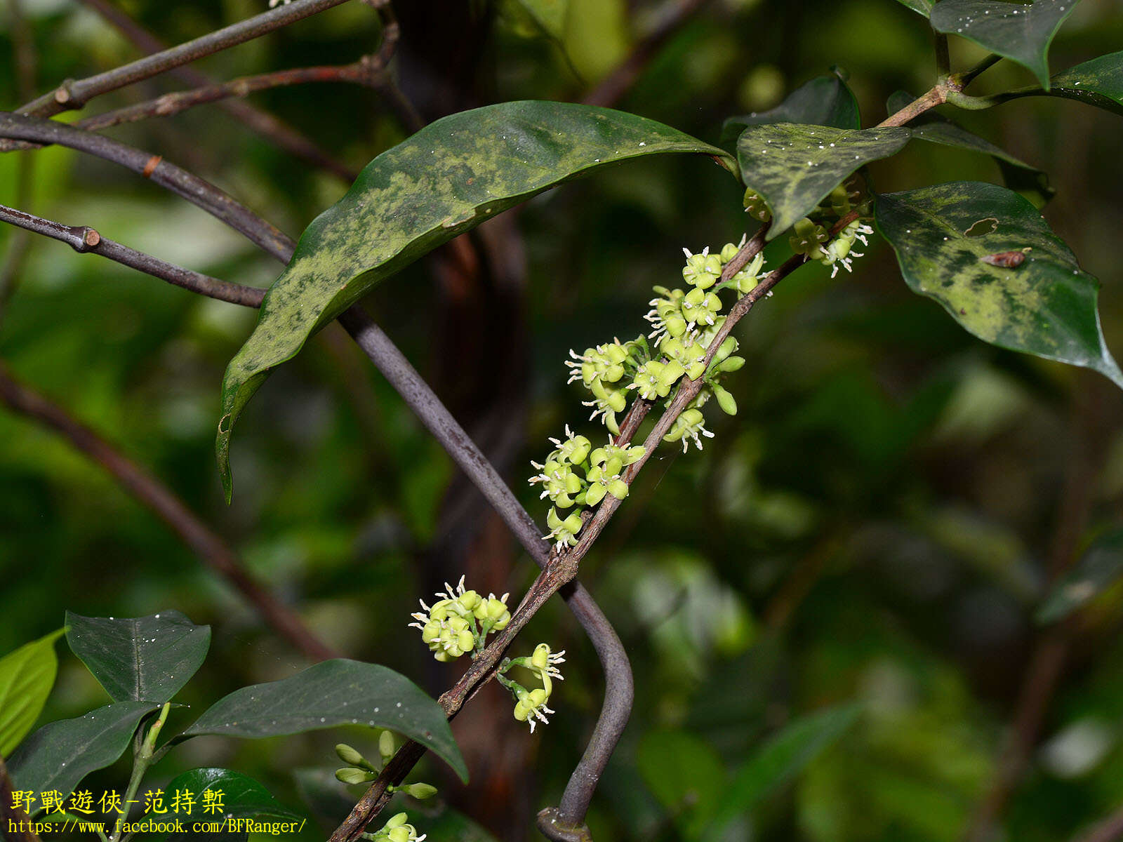 Image de Diplospora dubia (Lindl.) Masam.