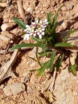 Plancia ëd Iberis odorata L.