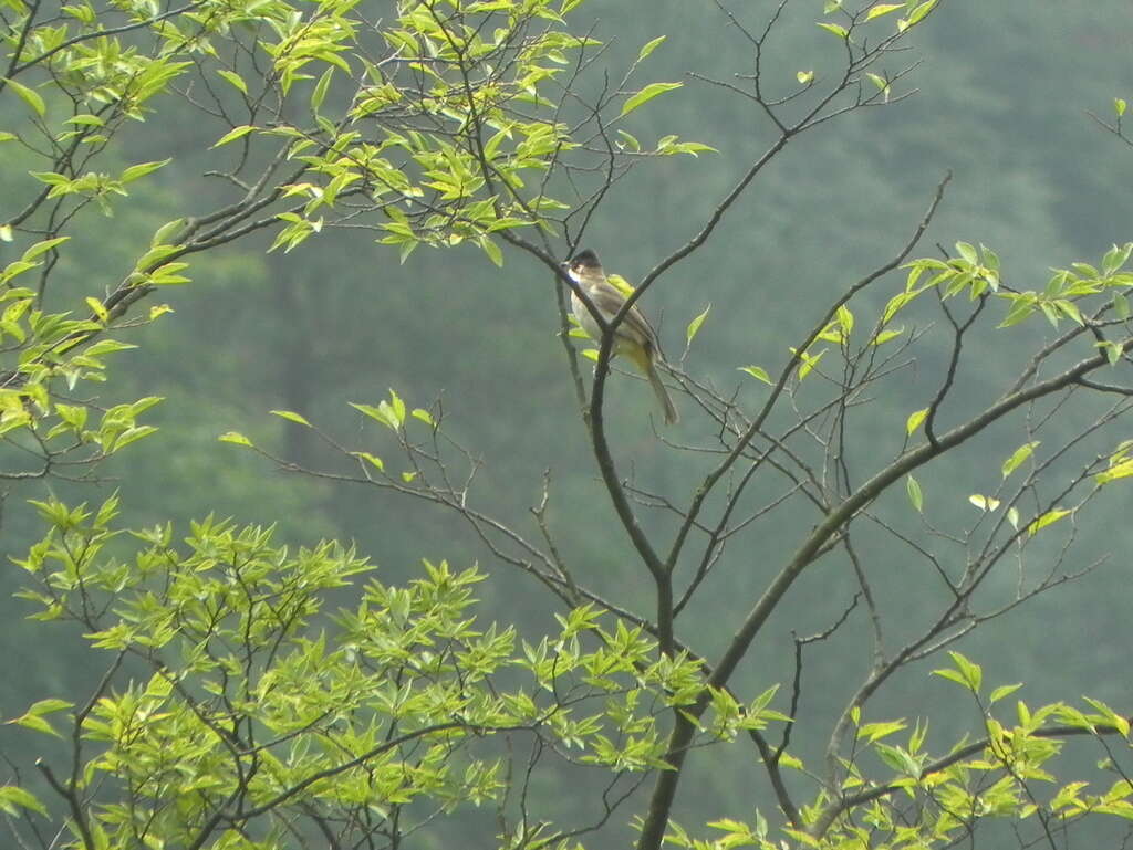 Image of Brown-breasted Bulbul