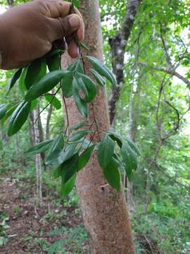 Image of Agonandra racemosa (DC.) Standl.