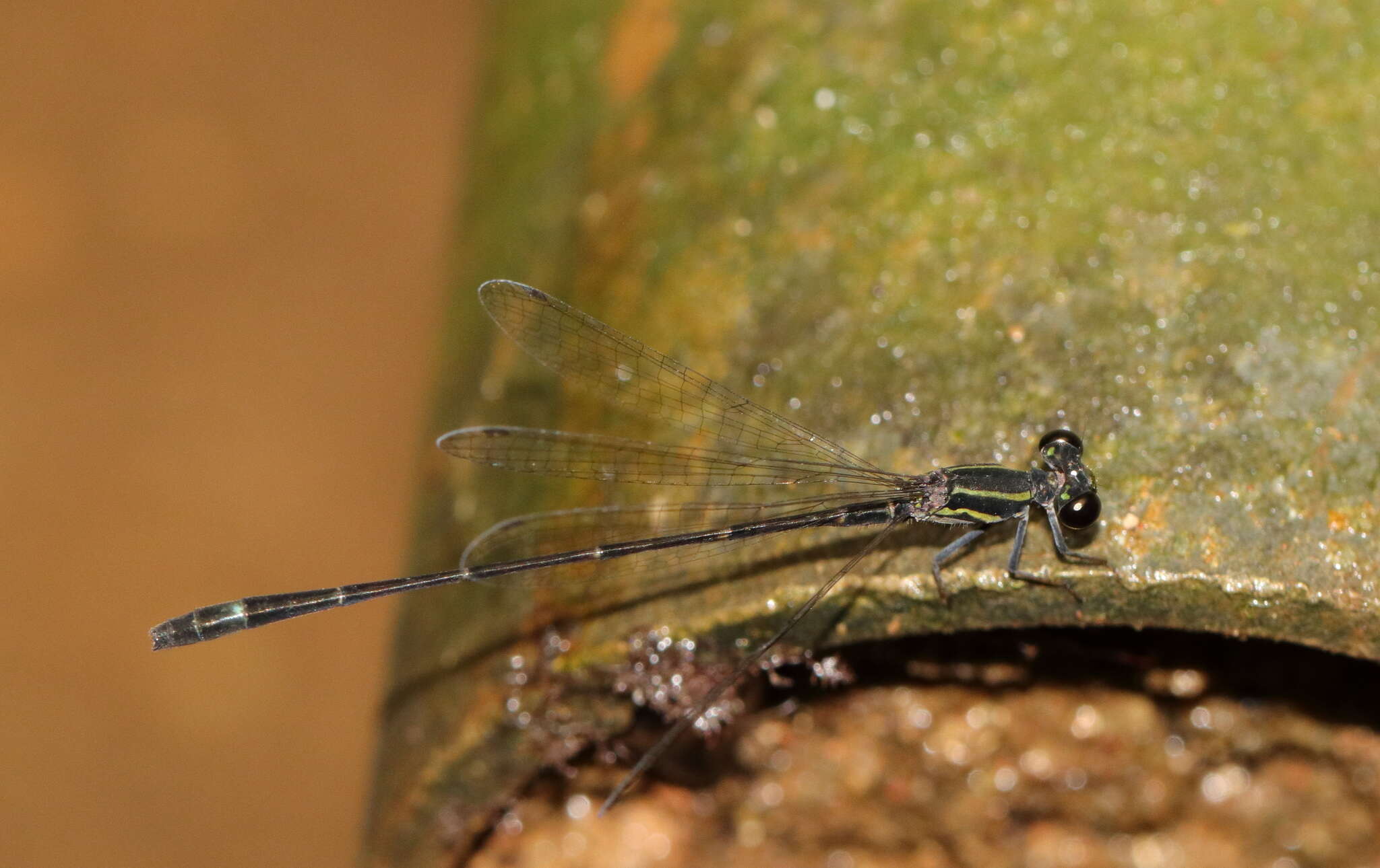 Image of Mortonagrion arthuri Fraser 1942