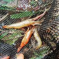 Image of cinnamon river shrimp