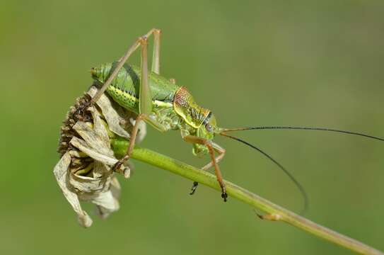 Image of Ephippiger diurnus Dufour 1841