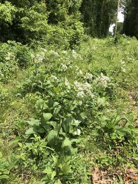 Image of <i>Parthenium <i>integrifolium</i></i> var. integrifolium