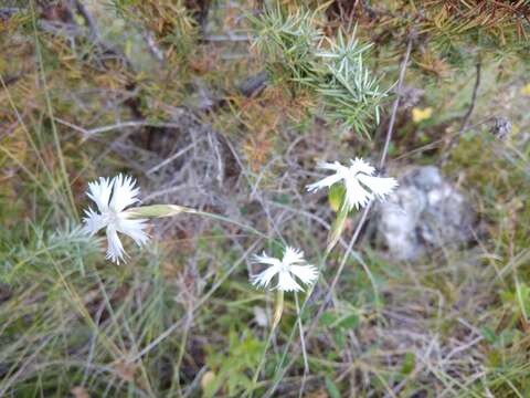 صورة Dianthus awaricus Charadze