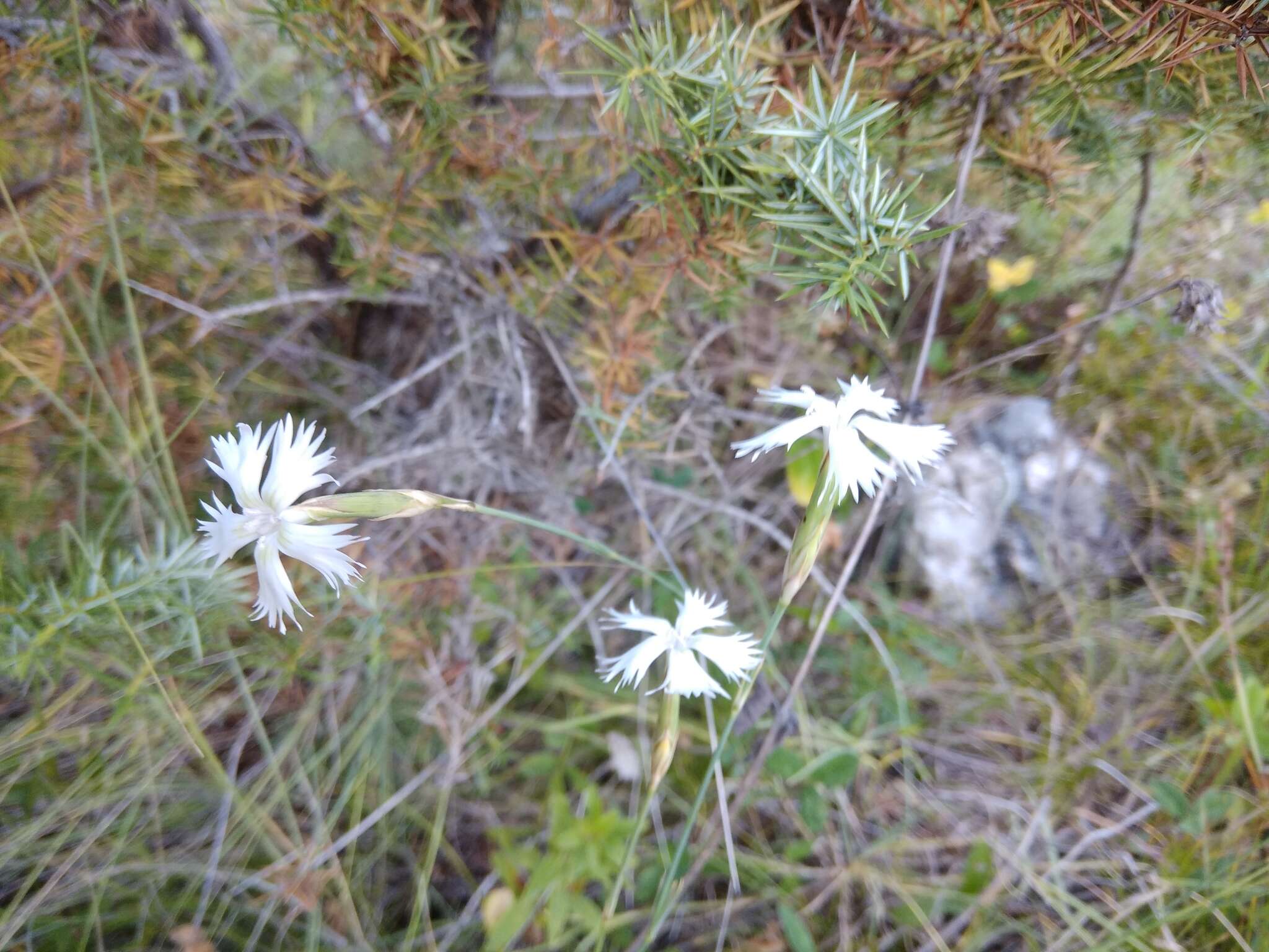 Image of Dianthus awaricus Charadze