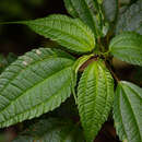 Image de Pilea bambuseti Engl.