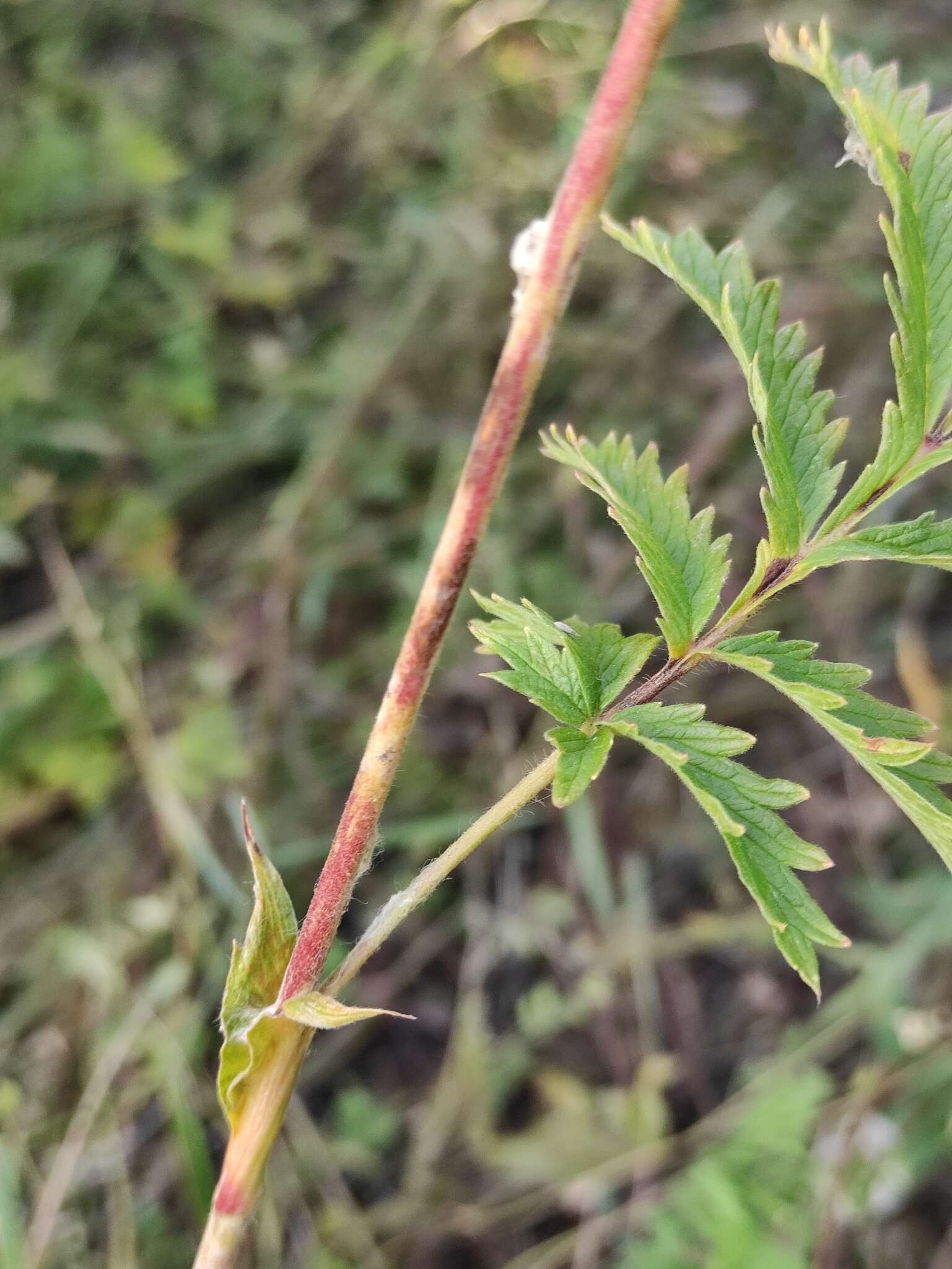 Image of Potentilla longifolia Willd.